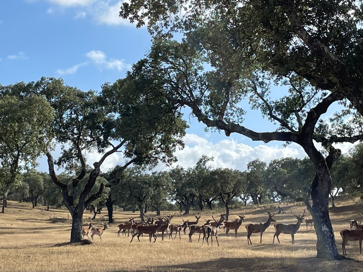 Deer herd in cork oak forest