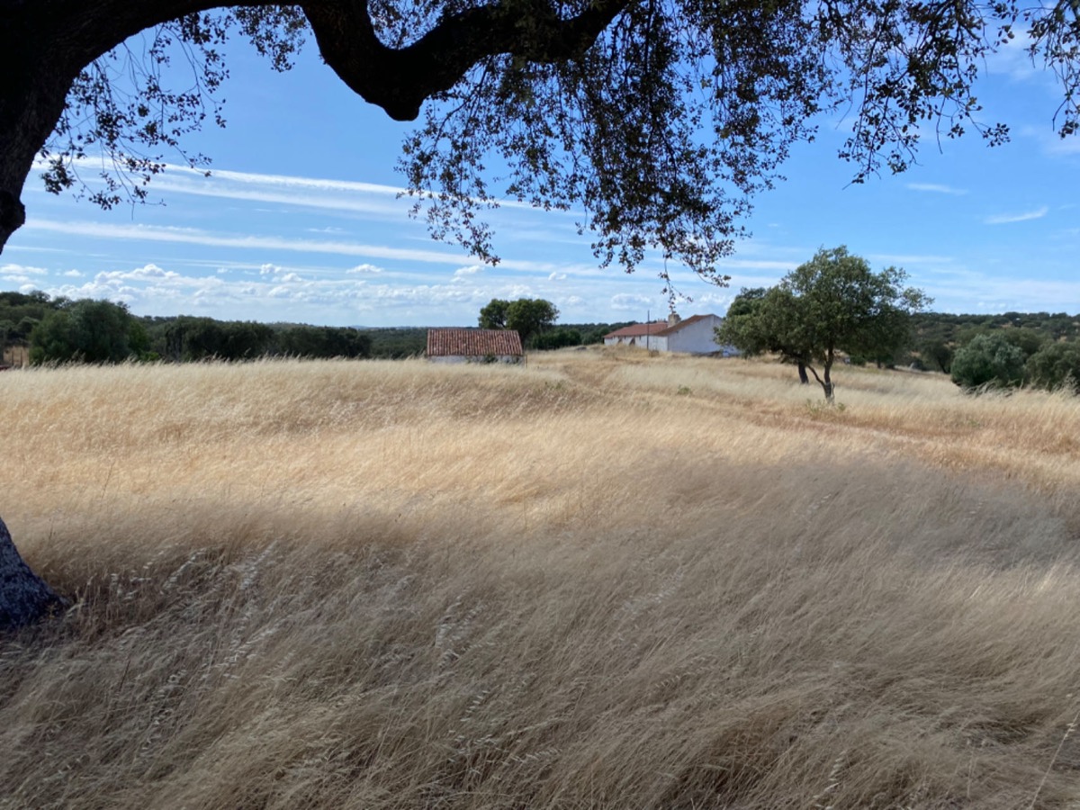 Golden Alentejo landscape