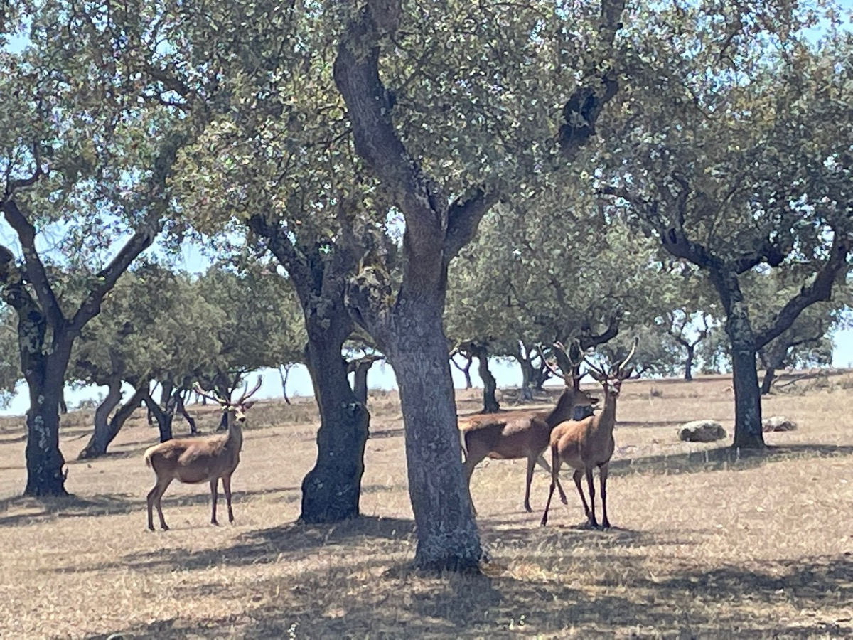 Red deer stags